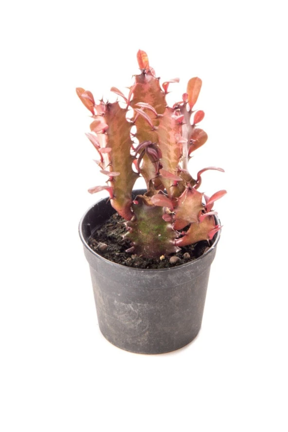 Euphorbıa Trıgona Rubra ürün görseli