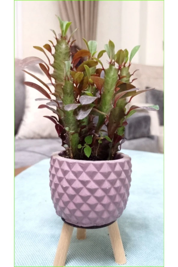 Dekoratif Saksıda Süt Ağacı 10 Cm ürün görseli