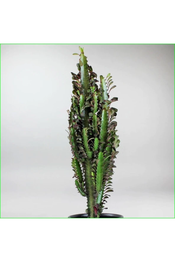 Süt Ağacı Büyük Boy 60-70 Cm