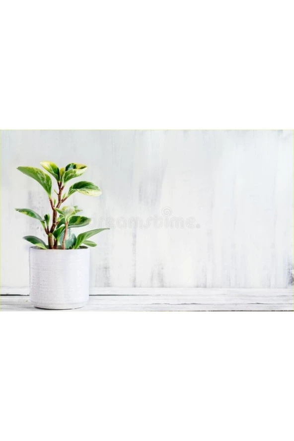 Seramik Saksıda Peperomia Umut Bitkisi Peperomya ürün görseli