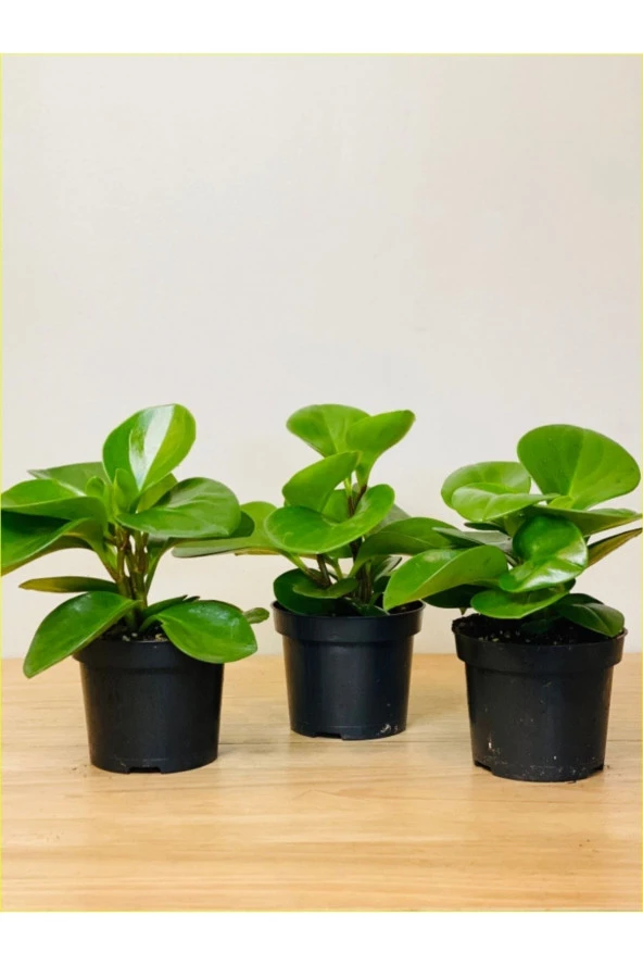 3 Adet Peperomia Umut Bitkisi Peperomya ürün görseli