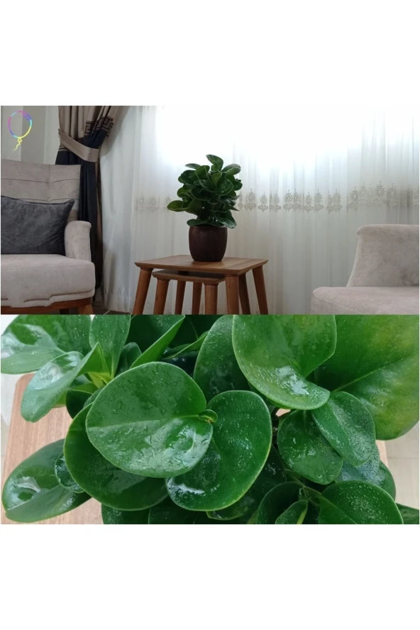 Peperonya Zümrüt Dalgası Dekoratif Taş Saksıda ürün görseli