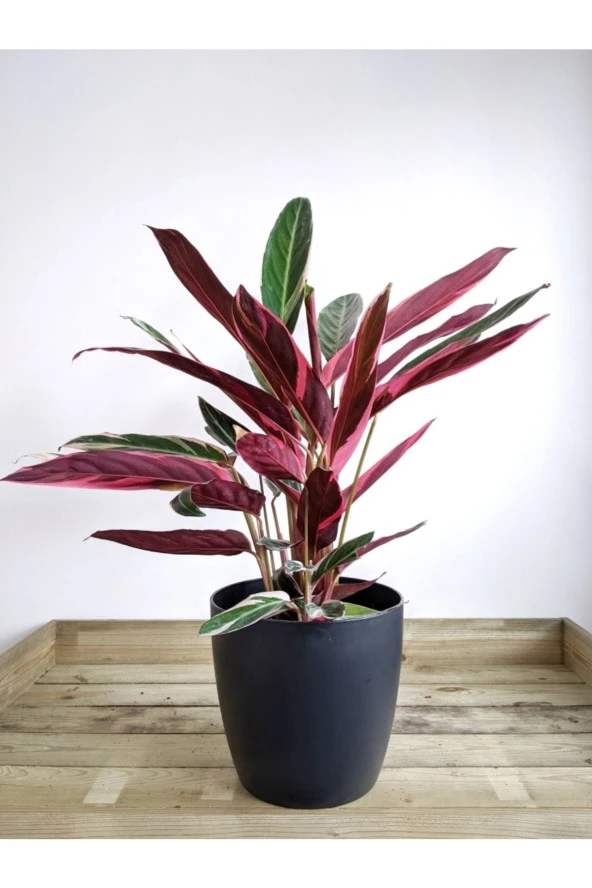 Stromanthe Dua Çiçeği Dekoratif Saksıda ürün görseli