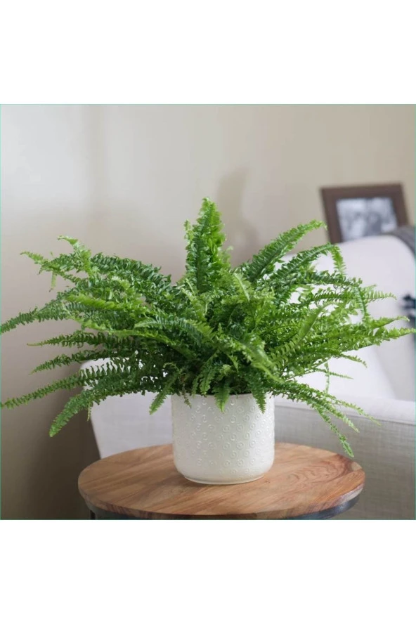 Dekoratif Saksıda Aşk Merdiveni 000101 ürün görseli