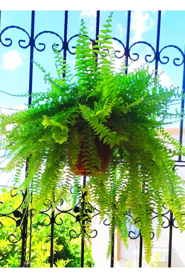 Askılı Saksıda Aşk Merdiveni Nephrolepis 000111 ürün görseli