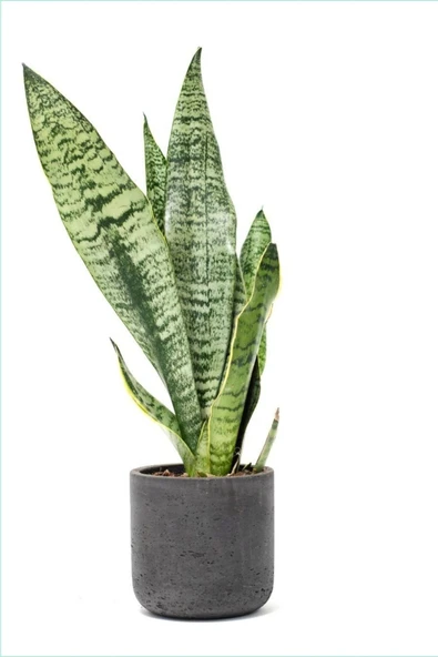 Peygamber Kılıcı Paşa Kılıcı Dekoratif Özel Saksılı ürün görseli