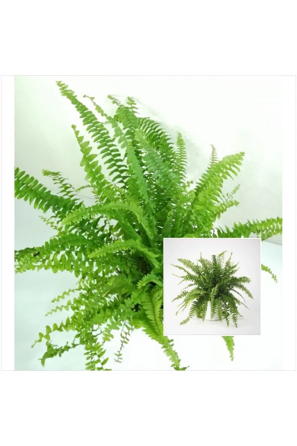 Seramik Saksıda Aşk Merdiveni ürün görseli