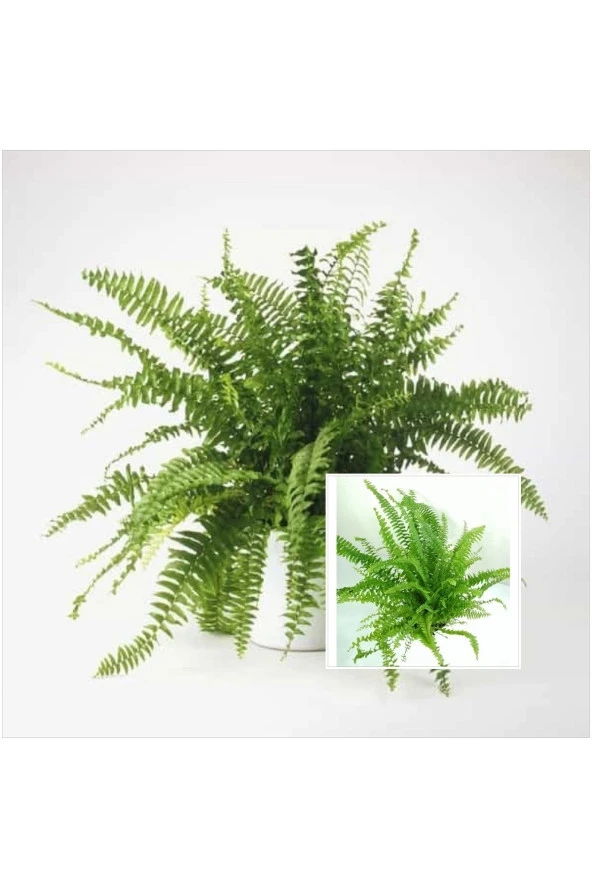 Aşk Merdiveni Seramik Saksıda Nephrolepis 00100101 - 1