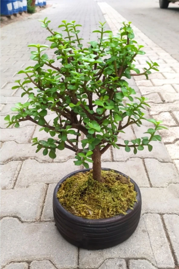 Bonsai Para Ağacı - Para Çiçeği - Bereket Ağacı