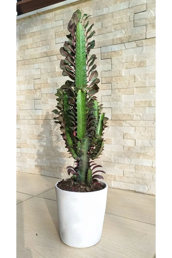 Süt Ağacı Euphorbia Trigona 60 cm Dekoratif Saksıda