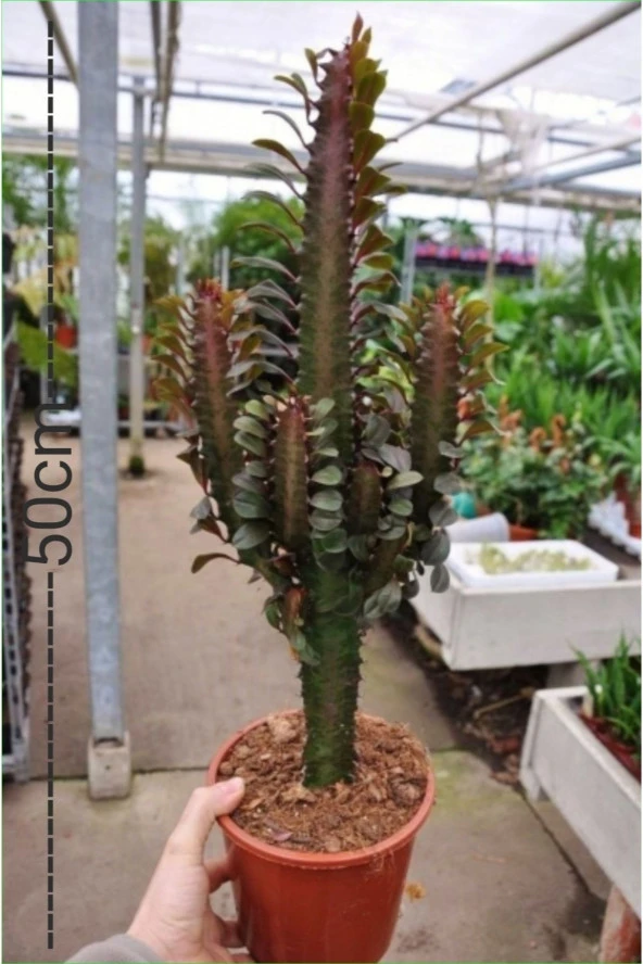 Süt Ağacı Euphorbia Trigona