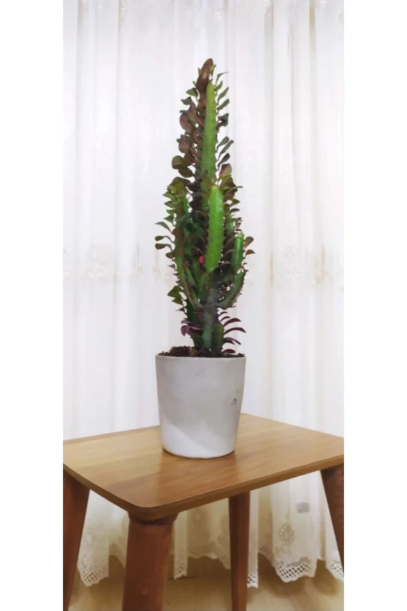 Süt Ağacı Euphorbia Trigona 60 Cm Dekoratif Saksıda