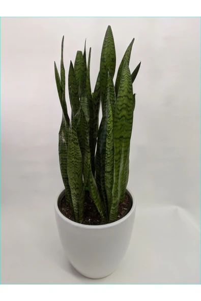 Peygamber Kılıcı Paşa Kılıcı Dekoratif Özel Saksılı 0101 ürün görseli