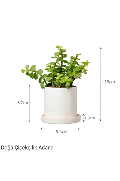 Para Çiçeği Özel Saksıda Afra Portulacaria ürün görseli