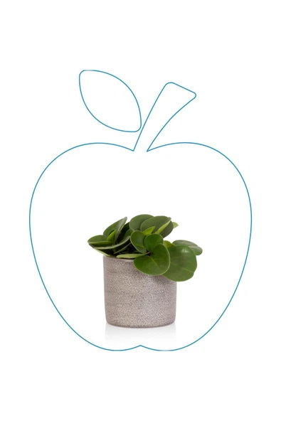 Ofis Hediyesi Peperomia Obtusifolia Seramik Saksılı ürün görseli