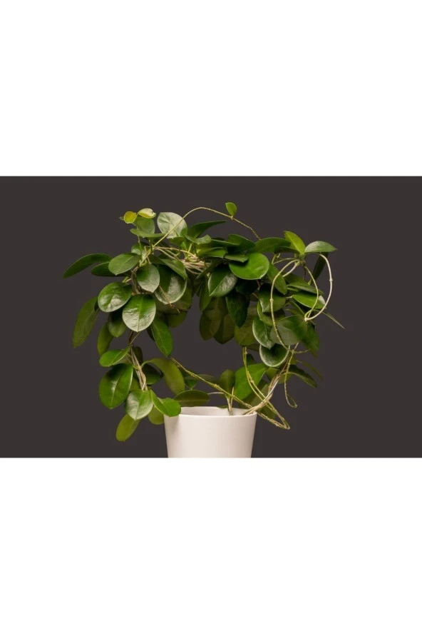 Mum Çiçeği Hoya Carnosa Askılı Saksıda ürün görseli