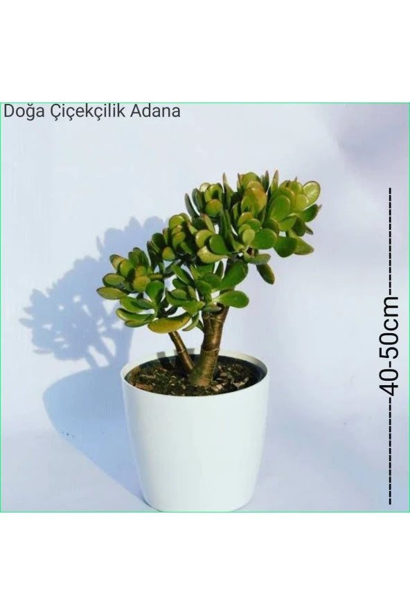 Para Ağacı Bereket, Iyi Şans Ve Para Çiçeği Crassula Ovata 0102