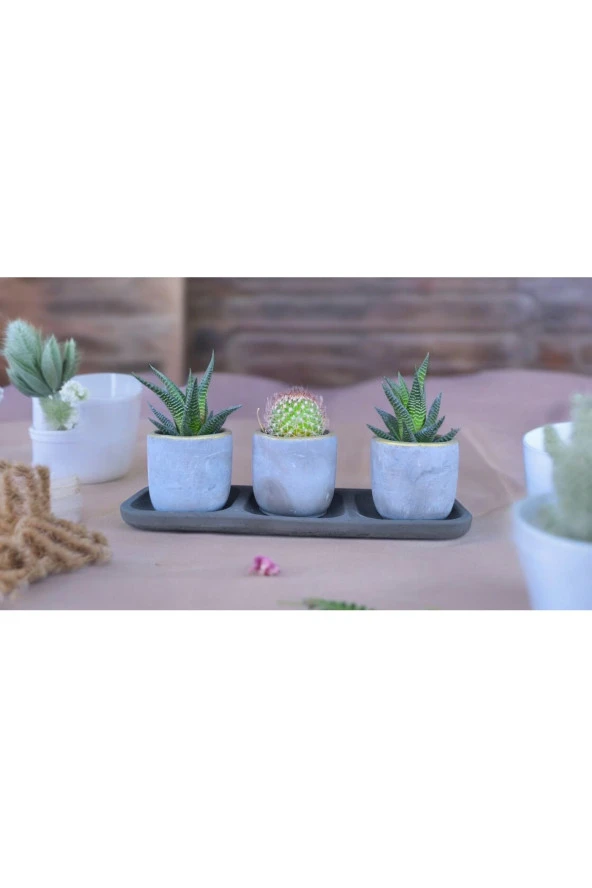 Üçlü taş saksıda kaktüs sukulent seti ürün görseli