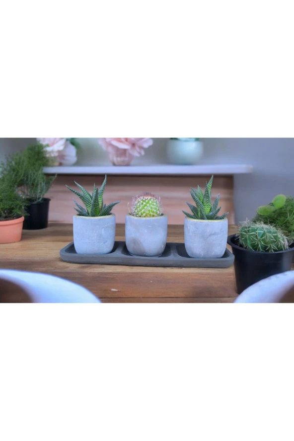 Üçlü taş saksıda kaktüs sukulent seti - Resim 2