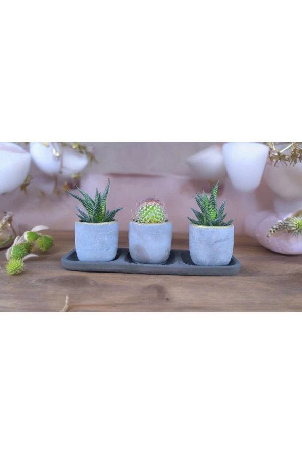 Üçlü taş saksıda kaktüs sukulent seti - Resim 3