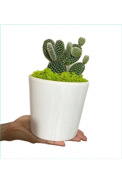 Seramik Saksıda Tavşan Kulağı Kaktüs ürün görseli