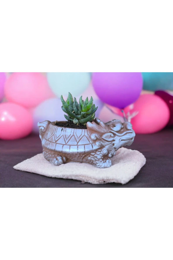 Taş Ejder Saksıda Sukulent ürün görseli