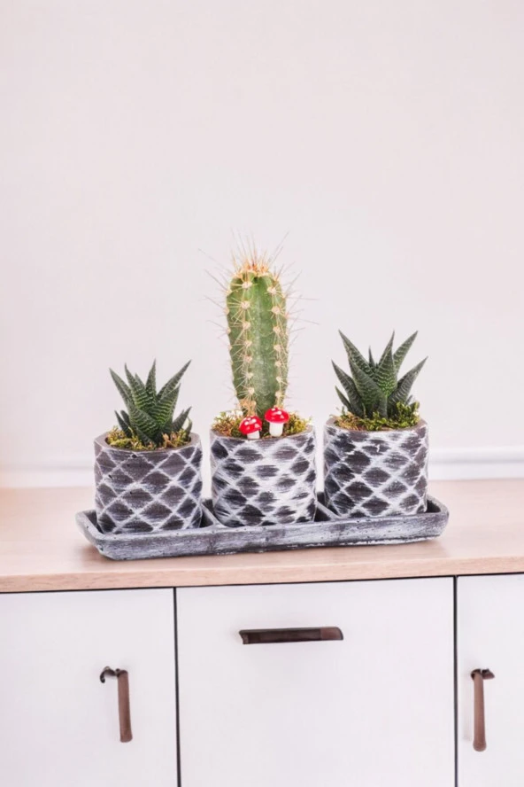 Dekoratif taş saksılarda sukulent kaktüs aranjmanı 001uy - Resim 2