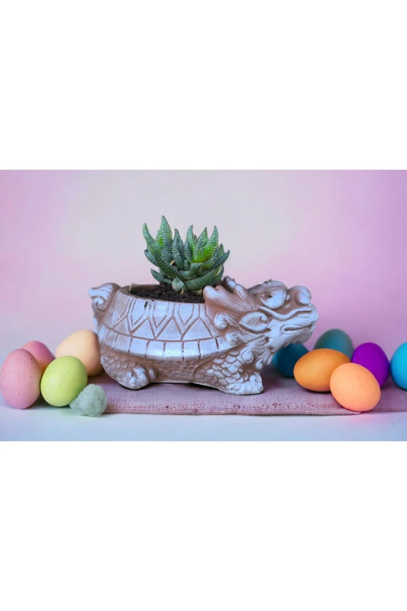Taş Ejder Saksıda Sukulent - Resim 3
