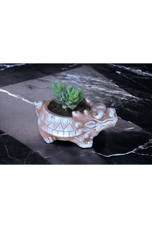 Taş Ejder Saksıda Sukulent - Resim 3
