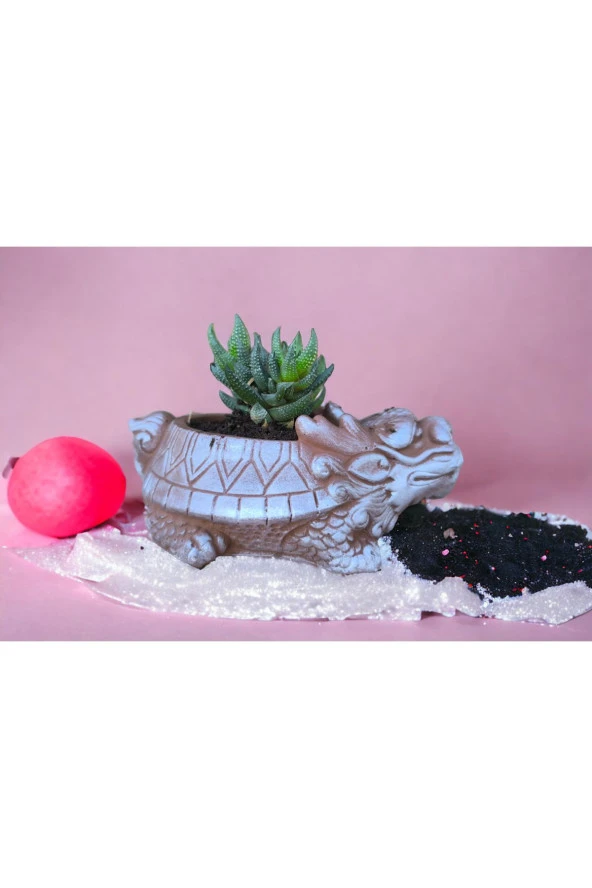 Taş Ejder Saksıda Sukulent - Resim 4