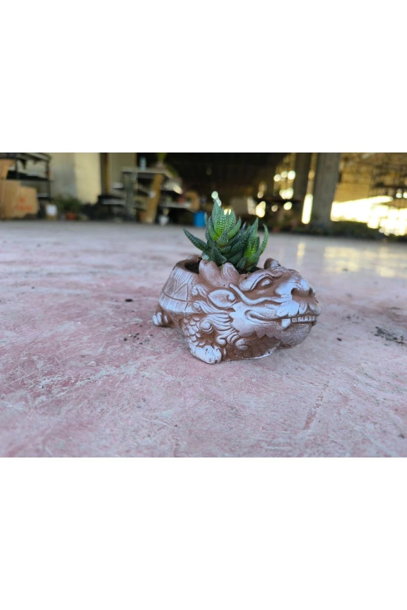 Taş Ejder Saksıda Sukulent - Resim 6