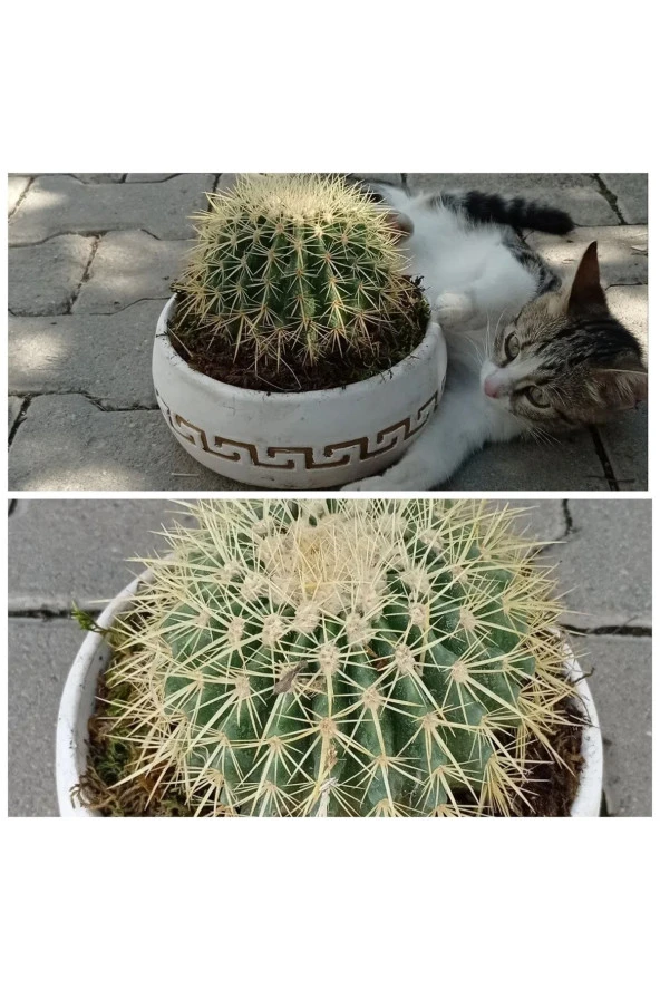 Dekoratif Taş Saksıda Altın Fıçı Kaktüs ürün görseli