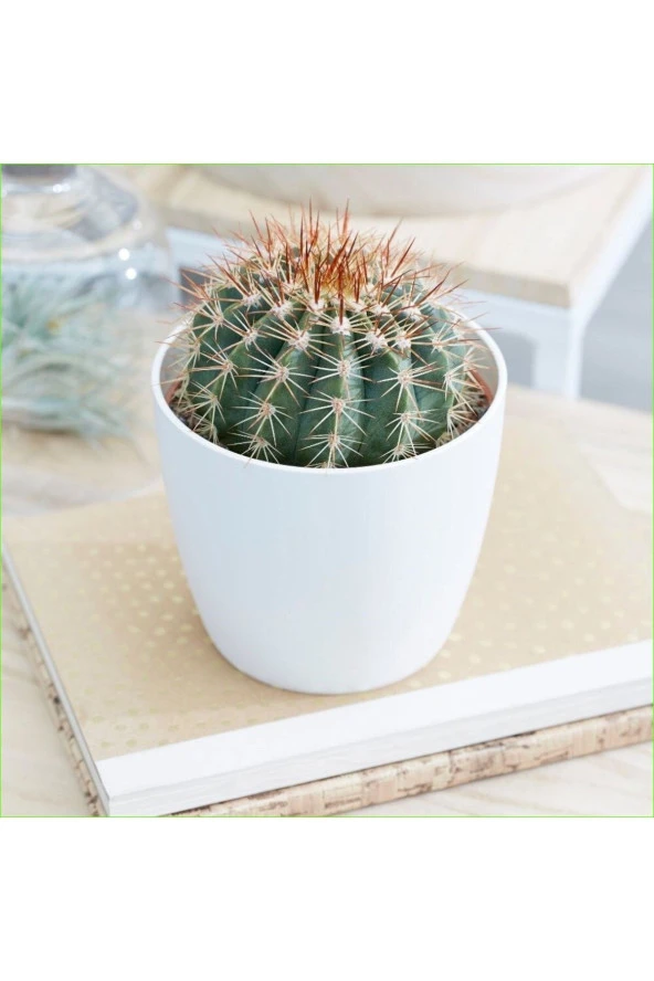 Dekoratif Saksıda Altın Fıçı Kaktüs ürün görseli