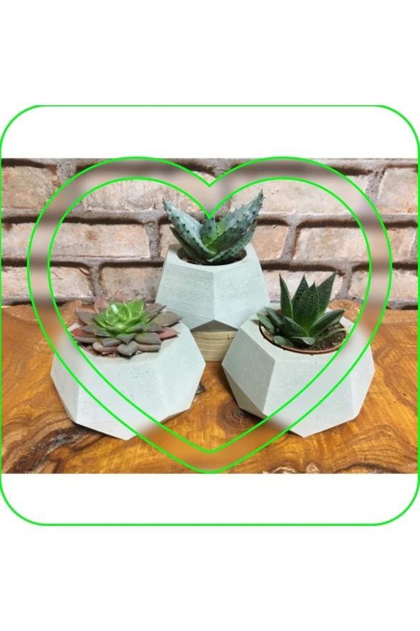 3 Geometrik Beton Saksıda Kaktüs Sukulent Karışımı ürün görseli