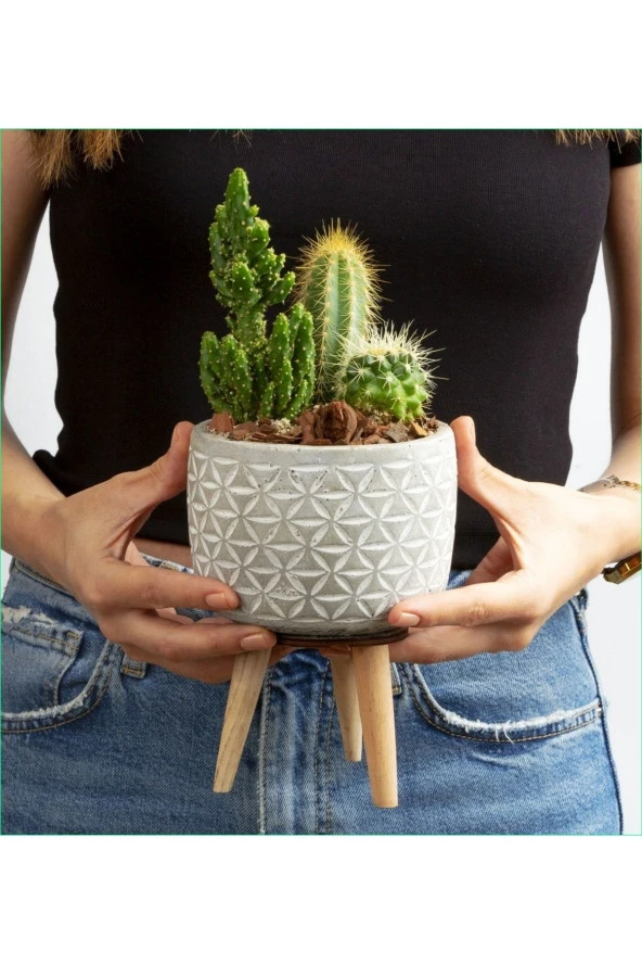 Hediyelik Aranjman Kaktüs ürün görseli