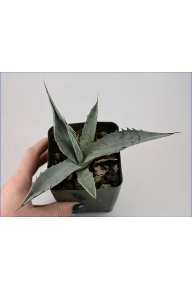 Agave Americana Bitkisi Küçük Boy ürün görseli