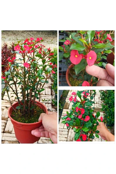 Dikensiz Milli Dikenler Tacı Özel Tür Büyük Boy ürün görseli