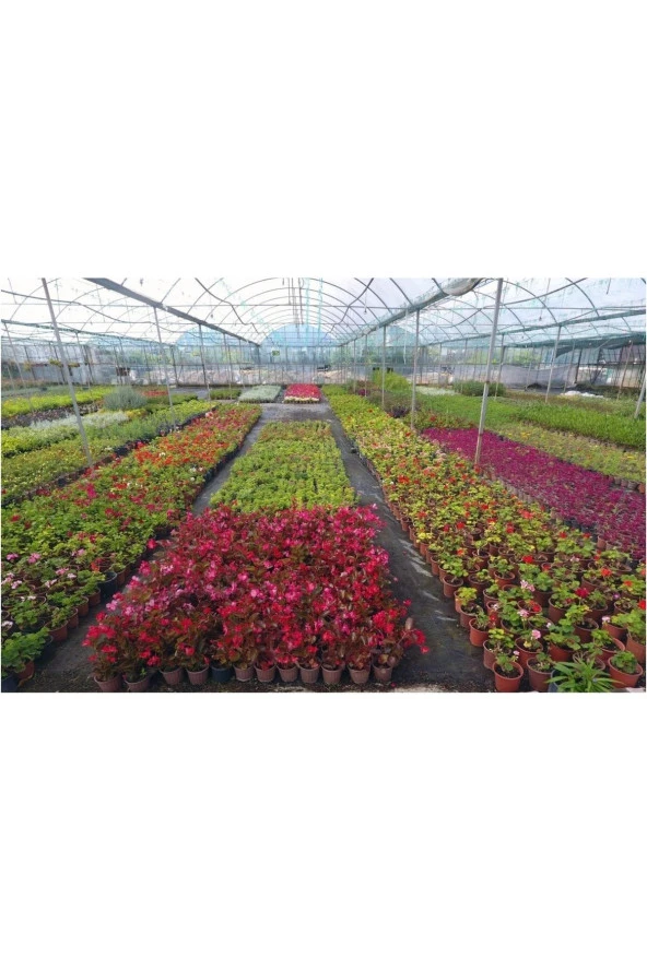 10 Adet Karışık Çiçek Ve Kaktüs Sukulent ürün görseli