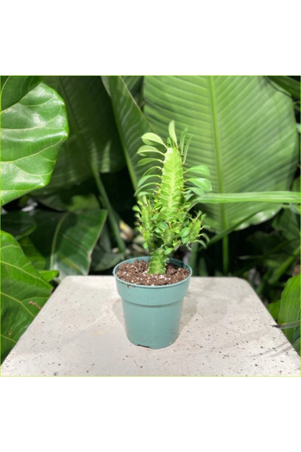 Süt Ağacı 8.5 Saksılı