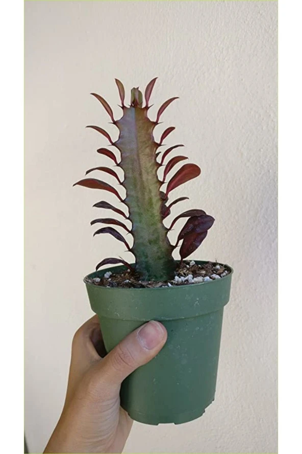 Süt Ağacı 8.5 Saksıda