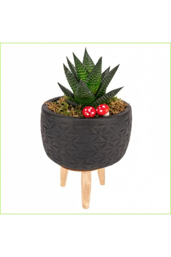 3 Ayaklı Dekoratif Saksıda Sukulent Hovarthia ürün görseli