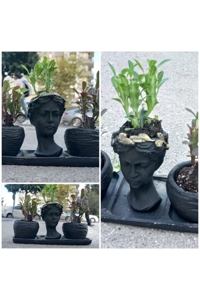 Üçlü Helen Saksıda Sukulent Süt Ağacı