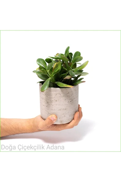 Seramik Saksıda Para Ağacı Bereket Ağacı Crassula Ovata 01