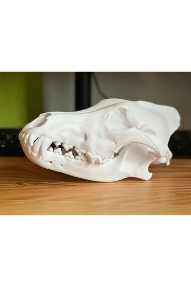 Kurt Kafası Kafatası Dekoru 21 Cm