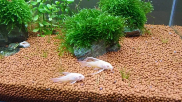 İthal Akvaryum Bitki Kumu Gübre Katkılı Yuvarlak Kum Kahverengi 1 kg - Resim 3