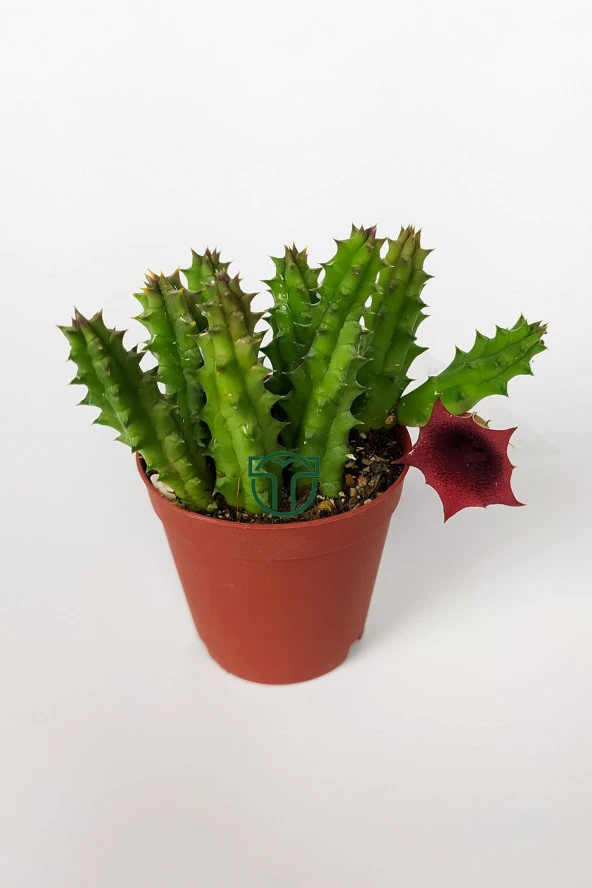 Leş kaktüsü Huernia Angolensis küçük bordo çiçekli özel tür 5.5 cm kahverengi saksıda