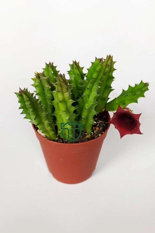 Leş kaktüsü Huernia Angolensis küçük bordo çiçekli özel tür 5.5 cm kahverengi saksıda - 2