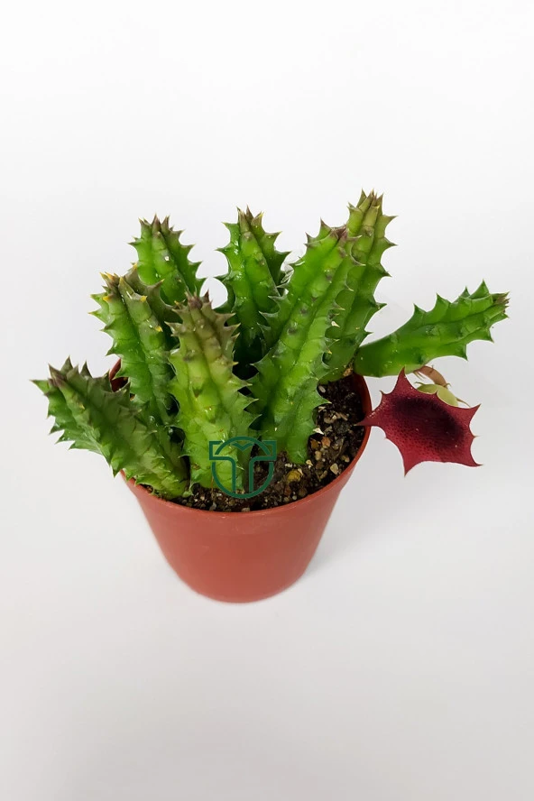 Leş kaktüsü Huernia Angolensis küçük bordo çiçekli özel tür 5.5 cm kahverengi saksıda - 3