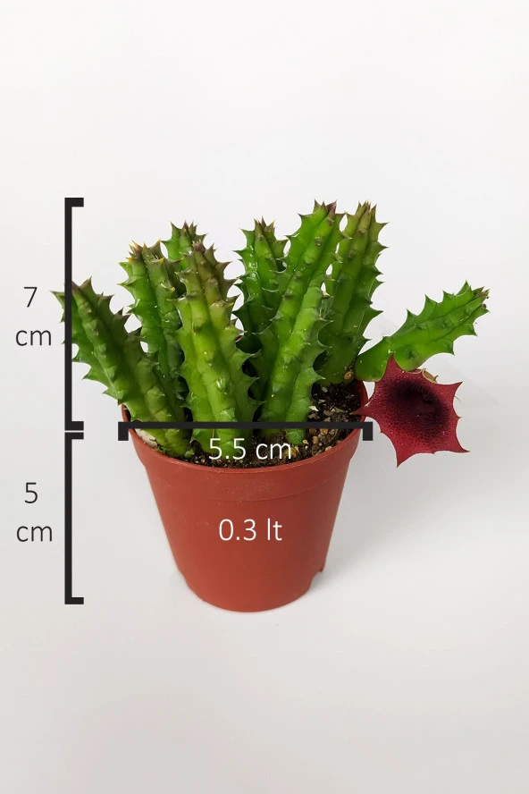 Leş kaktüsü Huernia Angolensis küçük bordo çiçekli özel tür 5.5 cm kahverengi saksıda - 6