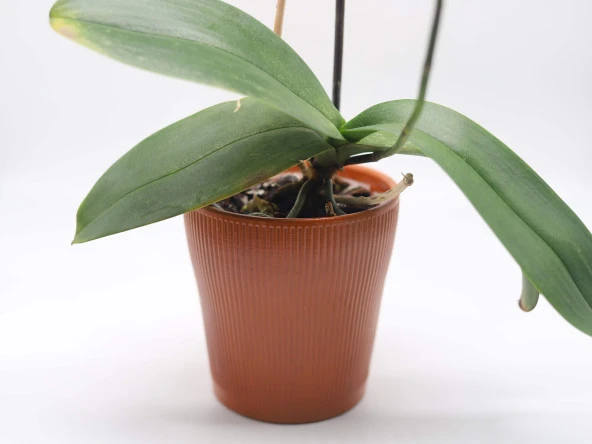 Tardan Seramik Saksı (Kırmızı Çamur)- 1 Adet - 5